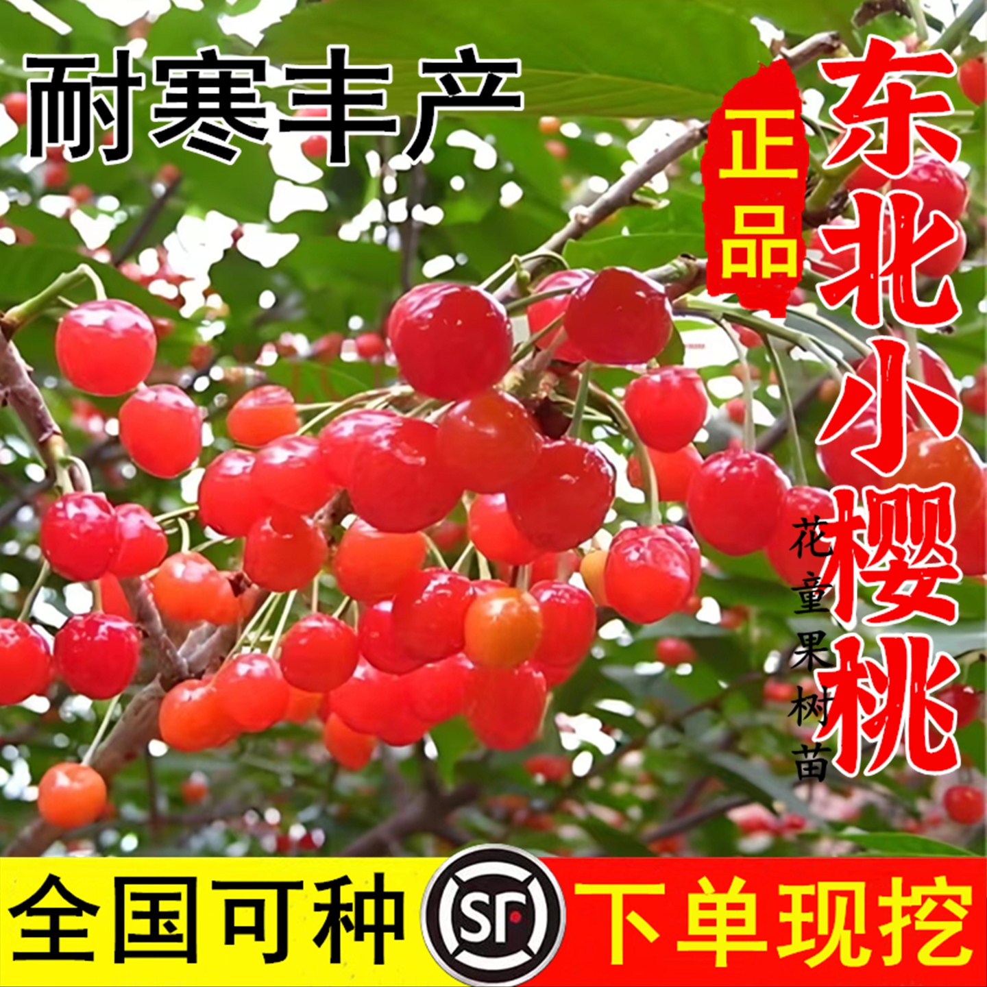 老品种毛樱桃树苖野生山樱桃树苗盆栽矮化东北小樱桃苗南北方种植