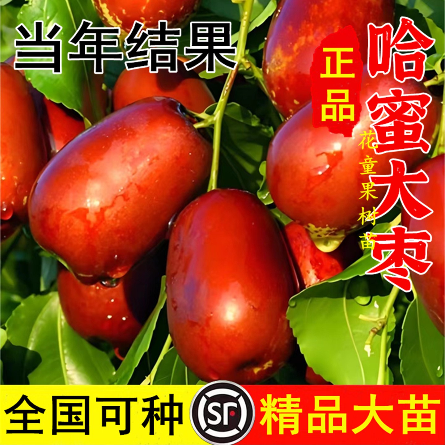 新疆大红枣树苗 哈密大枣苗 嫁接枣子苗 大红枣子 哈密大枣果树苗