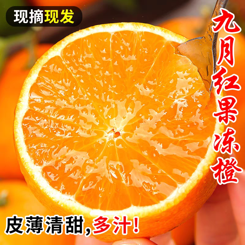 正宗秭归九月红果冻橙现摘现发九斤大果包邮爱媛橙新鲜橙子甜