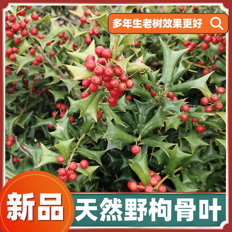 新鲜野枸骨叶鸟不宿八角刺猫儿刺茶中药材枸骨根泡茶枸骨叶现摘