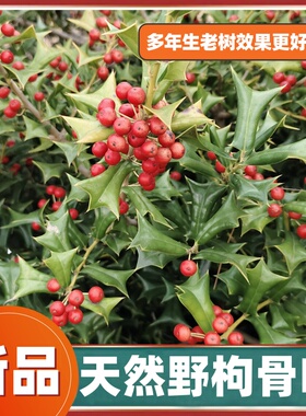 新鲜野枸骨叶鸟不宿八角刺猫儿刺茶中药材枸骨根泡茶枸骨叶现摘