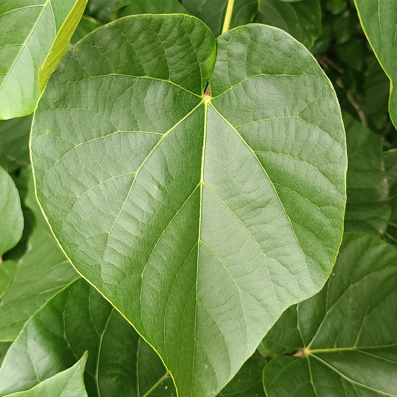新鲜野生桐子叶蒸粑粑叶子桐子叶树麦粑叶子安徽麦粑叶蒸馒头叶