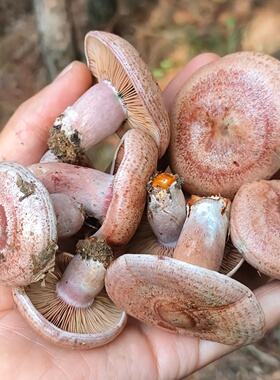 野生乌枞菌枞树菌新鲜松树菇三九菇寒菌铜绿菌重阳菌雁来蕈茅草菇