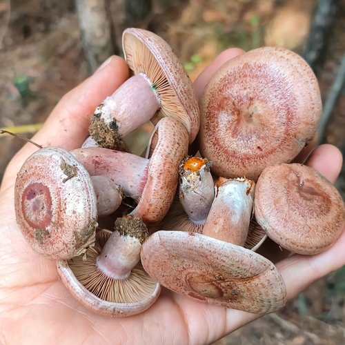 现货新鲜野生乌枞菌枞树菌三九菇