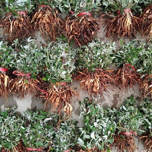 现挖翻白草新鲜整颗带根野生鸡腿参中药天青地草鸡拔腿根中草药茶