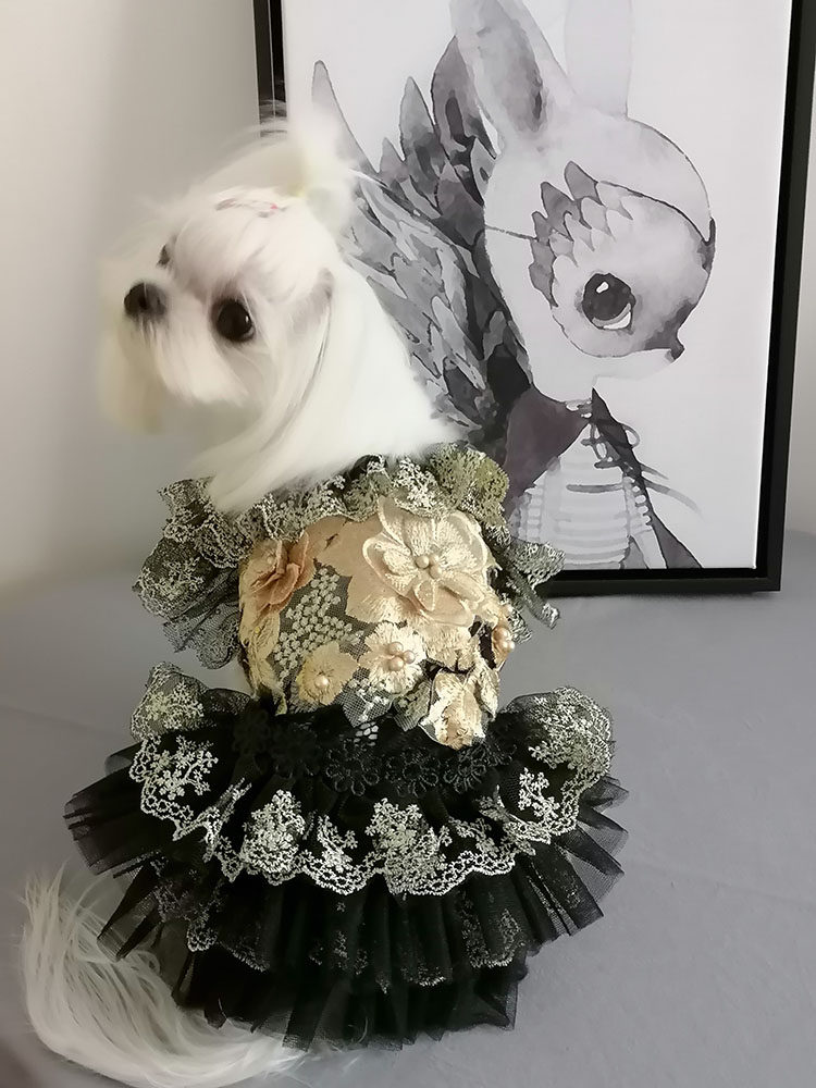 黑金狗狗衣服泰迪猫咪春秋款小型犬幼犬可爱裙子博美宠物夏季薄款