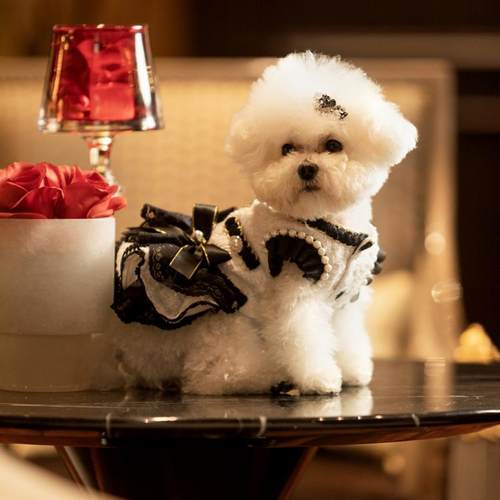 私宠手作宠物狗狗猫咪衣服春秋装