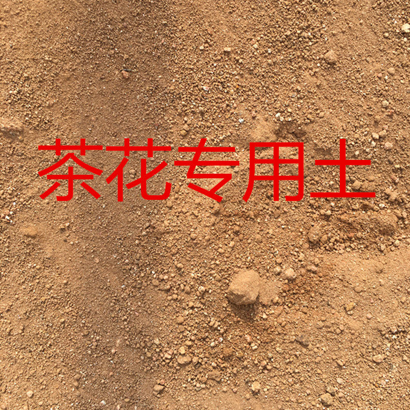 君子兰杜鹃蟹爪兰金鱼花桂花茶花常春藤椰糠进口土专用土专用肥