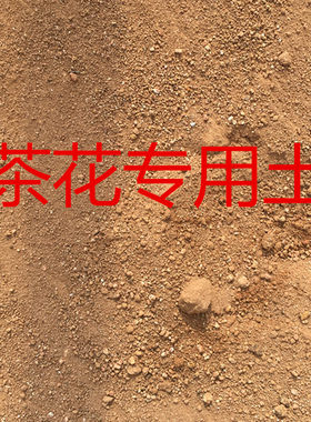 杜鹃常春藤进口专用土君子兰