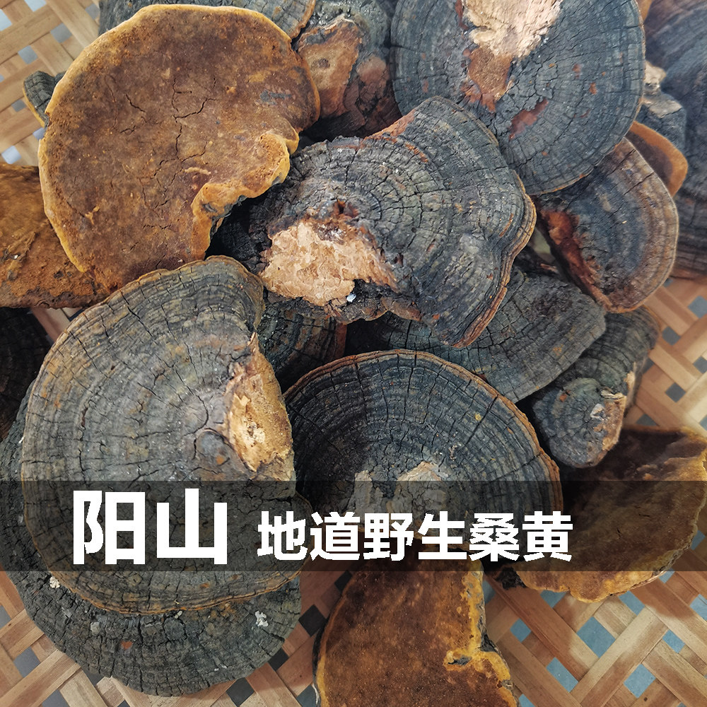 阳山野生桑黄，非杂芝树舌，菌味香浓，煲汤、冲茶一流，包邮！