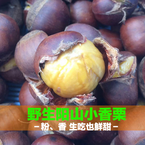 阳山野生超粉香风栗子 生吃也鲜甜 新鲜采摘 非迁西板栗油栗 包邮