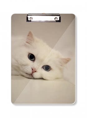 家猫白猫休息可爱平头文件夹书写垫板考试A4