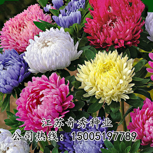 翠菊种子混色重瓣四季开花花籽易活花种盆栽阳台庭院室外花种籽子