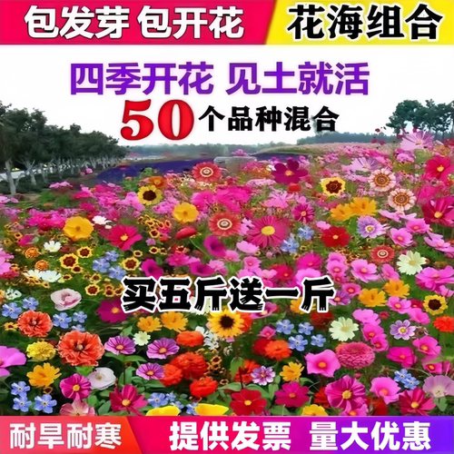 野花组合花种子四季开花易活花籽