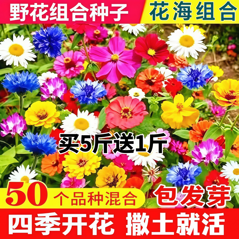 野花组合种子四季开花耐寒耐旱波斯菊庭院室外工程绿化易活花种子