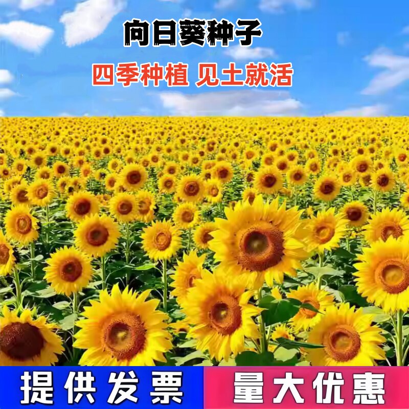 向日葵种子观赏油葵食用葵景观花海花种籽子盆栽庭院室外易活花籽