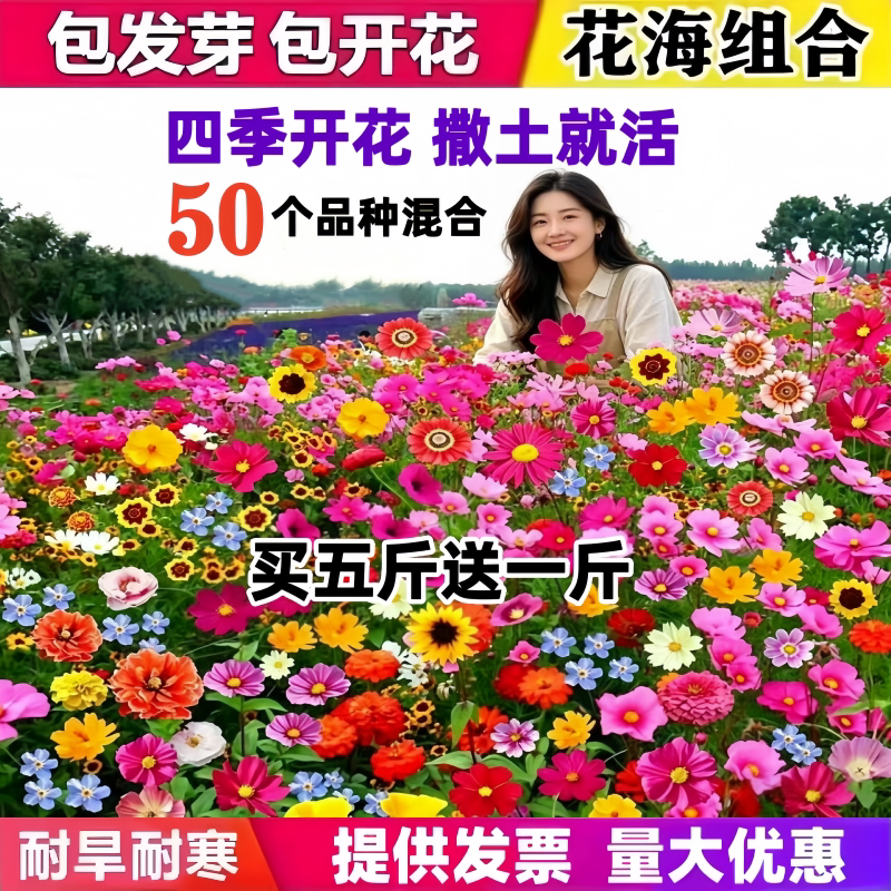 野花组合种子四季开花波斯菊格桑花花籽庭院室外易活速生花种籽子