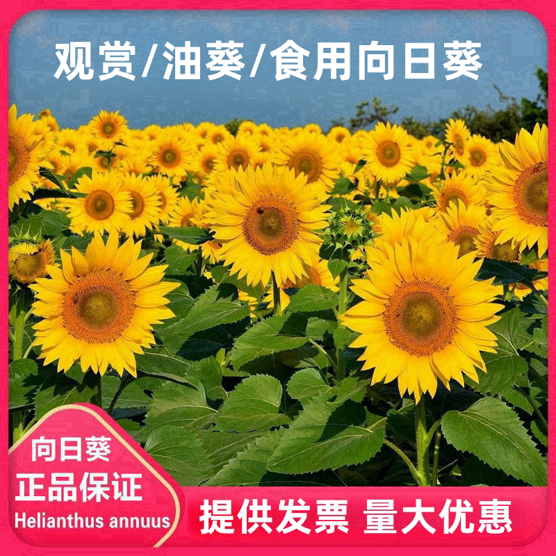 观赏向日葵花种子油葵食用葵花籽