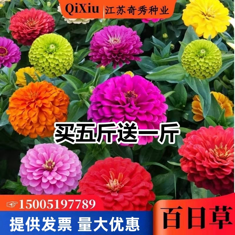 百日草花种子重瓣百日菊花种籽子
