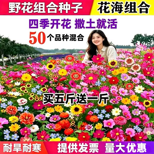 四季野花组合种子开花不断花种子
