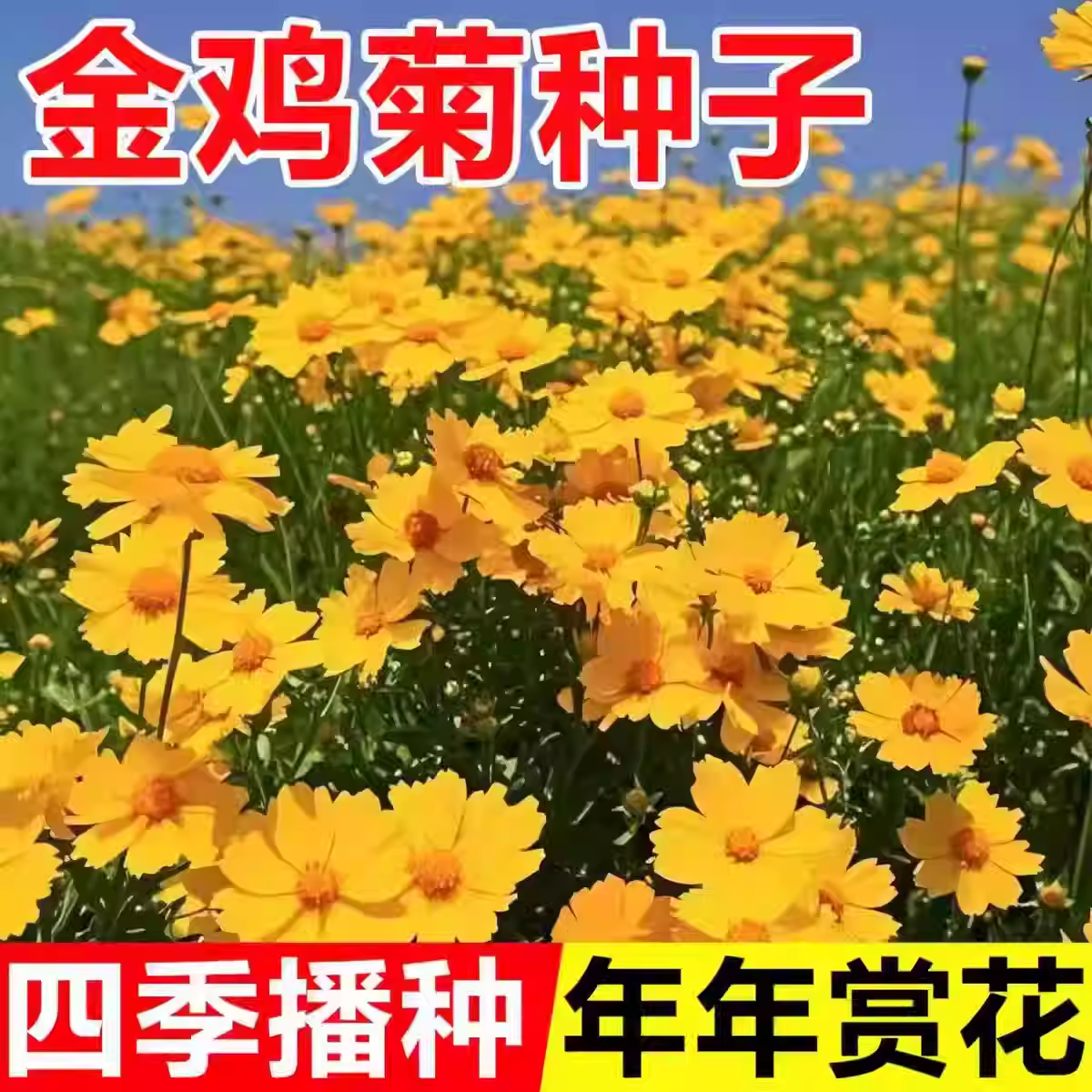 大花金鸡菊种子金钱菊花种籽子四季开花易活花籽多年生花海花种子