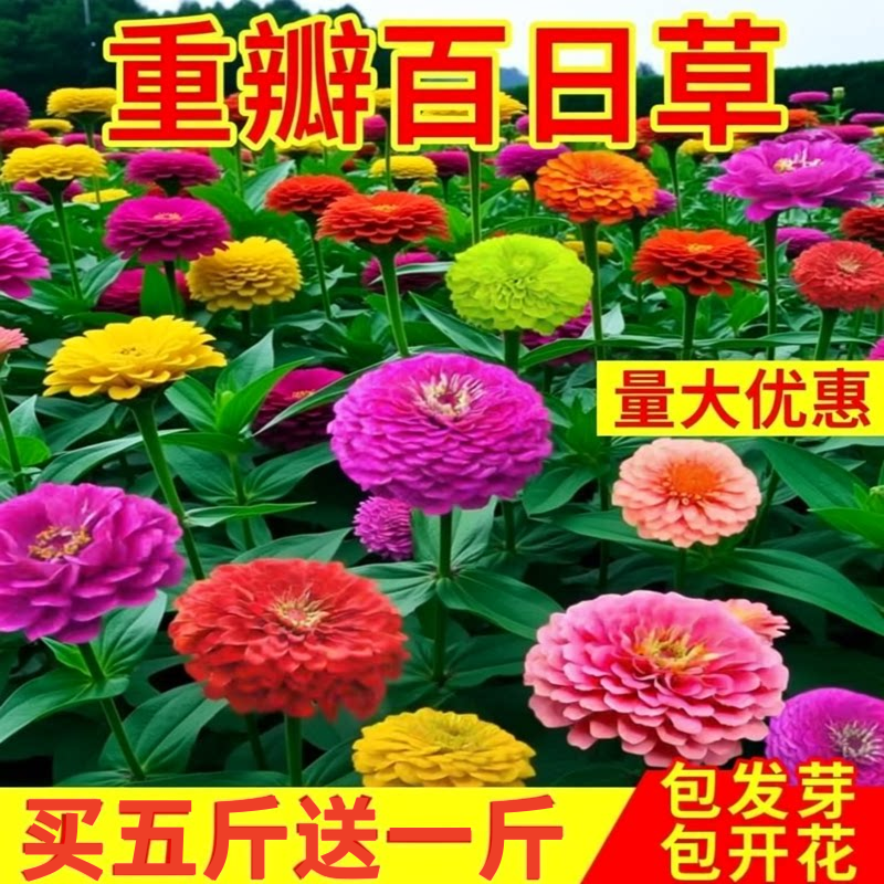 进口重瓣百日草种子大花百日菊花籽四季开花庭院室外易活花种籽子