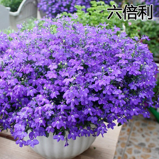 六倍利种子半边莲种子多色四季开花易活花籽阳台盆栽庭院花卉种子