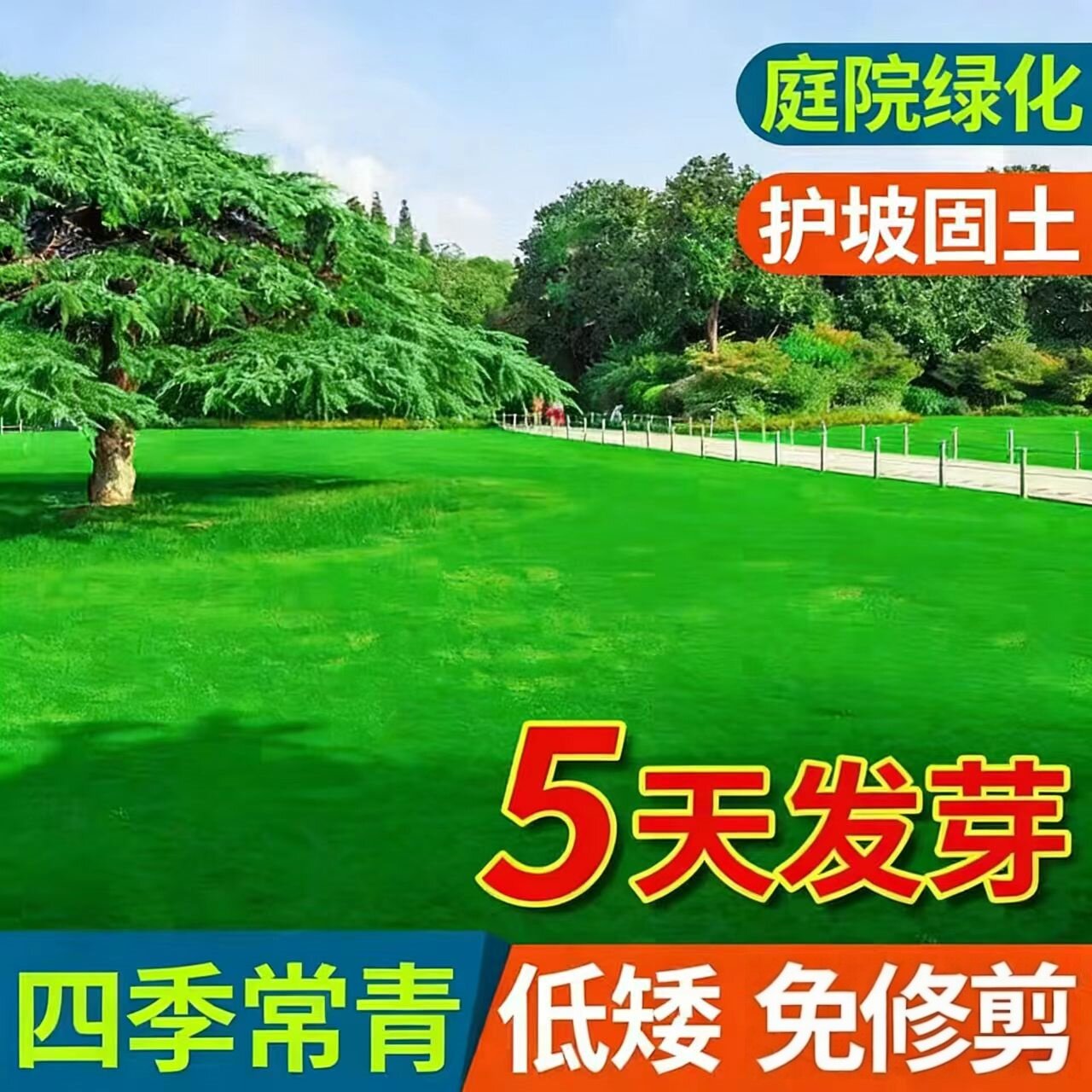 进口草坪种子草坪草籽护坡四季常青狗牙根地毯草马尼拉黑麦草种子 - 实物图