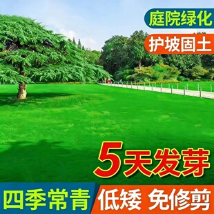 草坪草籽护坡种子狗牙根庭院地毯草马尼拉四季常青黑麦草草种籽孑