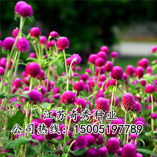 千日红种子 千日紫种子 圆仔花 百日红火球花 园林景观花种子包邮