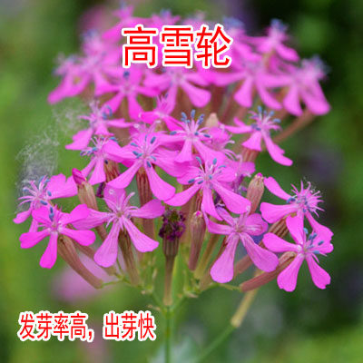 高雪伦种子四季开花花卉美人草矮雪轮草花种籽子耐寒耐旱花籽易活
