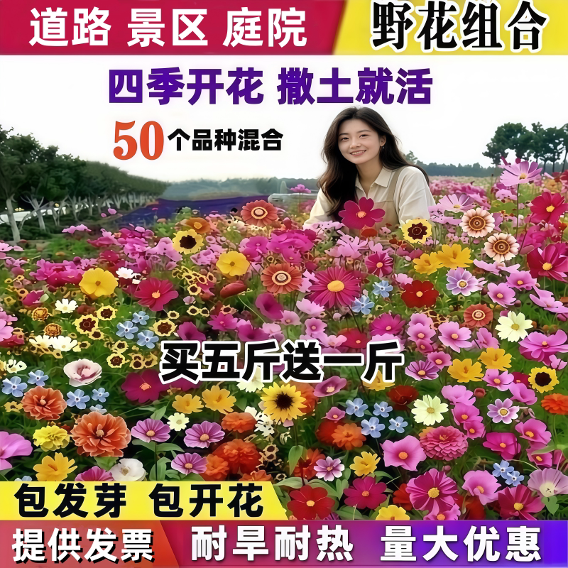 野花组合种子四季开花波斯菊格桑花花籽庭院室外绿化易活花种籽子