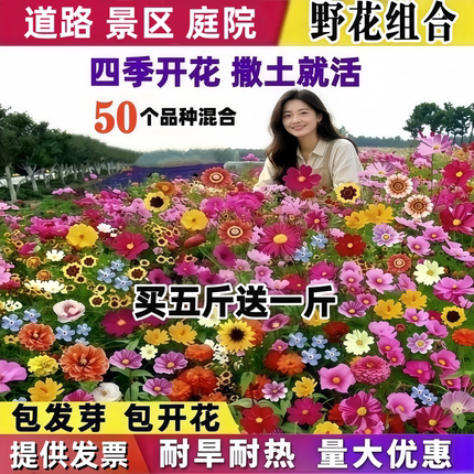 野花组合种子四季开花波斯菊百日草庭院室外道路绿化易活花种籽子