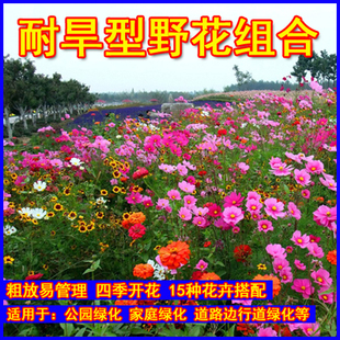 耐旱型野花组合种子四季开花粗放式管理易活花籽道路室外花种籽子