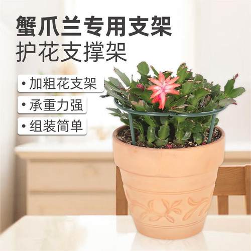 苗之助蟹爪兰支架防倒护叶攀爬架