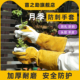 月季 专用玫瑰花防护手套长款 花花艺加厚耐磨园艺花园园林鲜花