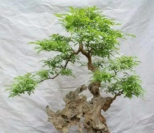 黄荆盆景素材直播专拍