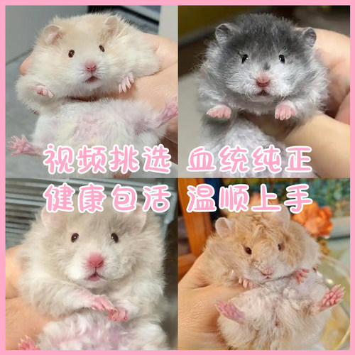 【京东包邮】藤盒发货波利金丝熊