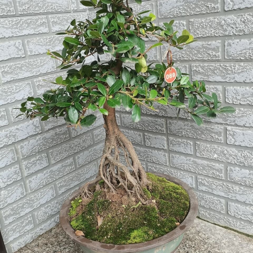 三峡小叶蚊母高提根开红花结青果叶小观赏性高四季常青阳台庭院