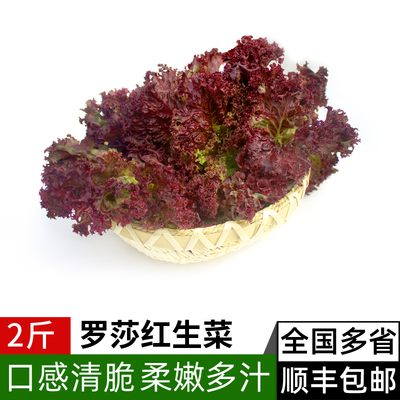 新鲜罗莎红2斤 紫叶红叶生菜罗沙红 西餐沙拉食材健身轻食蔬菜