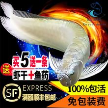 银龙鱼淡水鱼中型大型鱼龙鱼苗鱼缸1
