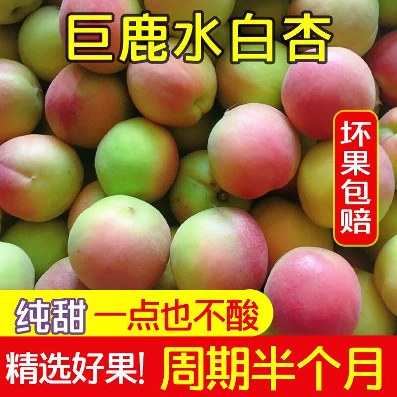 巨鹿县产古郡钜鹿巨鹿水白杏甜蜜多汁新鲜采摘巨鹿特产鲜杏