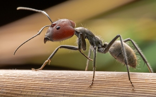 红头弓背蚁茧子 幼虫 认发幼虫 要求发茧提前说