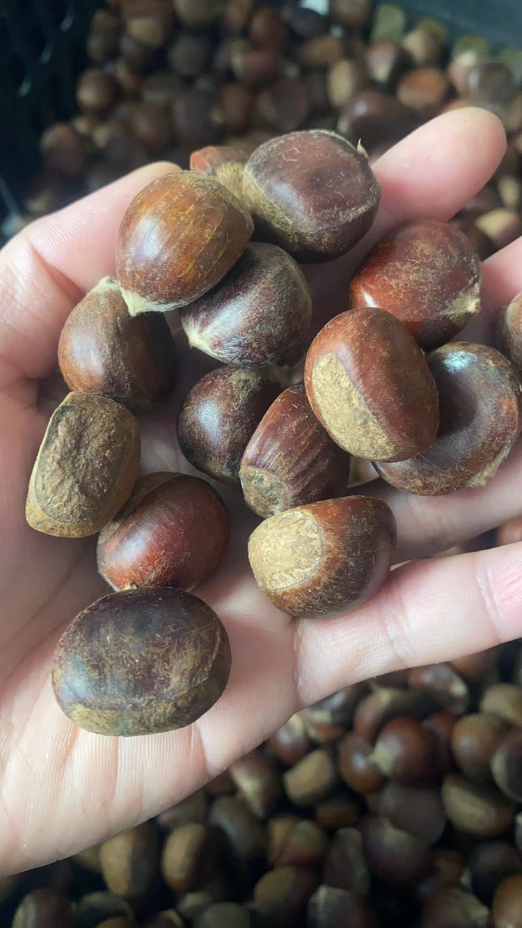 湖北咸宁通城毛栗板栗野生小板栗野栗子5斤10斤