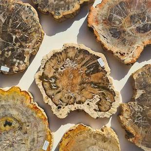 天然木化石切片树化玉原石切片古生物化石家居办公茶杯垫摆件