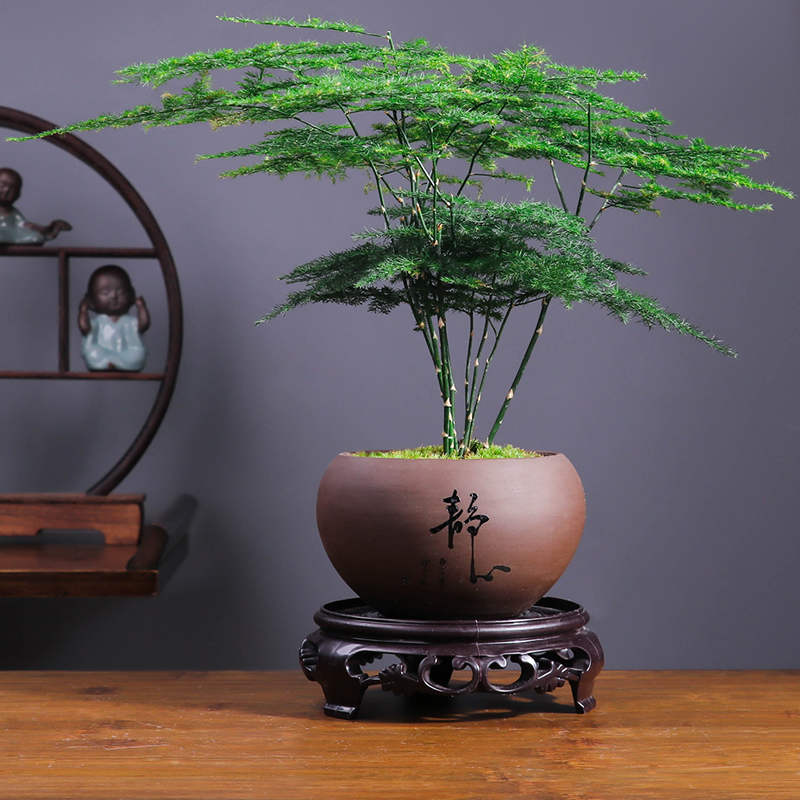 文竹盆栽室内绿植物办公室好养云竹苔藓中式客厅禅意紫砂盆景摆件