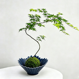 陶瓷花盆苔藓球托盘绿植蕨类流泉枫专用水培器皿中式家用桌面摆件