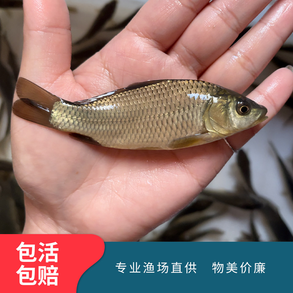鲤鱼苗 淡水鲤鱼 活体鱼苗 拐子苗食蚊鱼 稻田鲤量大优惠送货上门