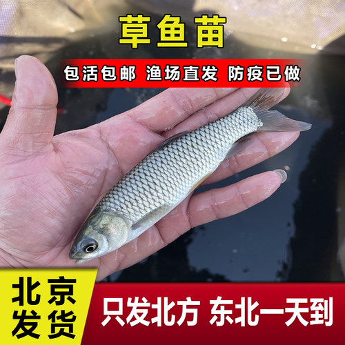 草鱼苗 草鱼鱼苗 皖鱼苗 大草鱼苗 淡水鱼苗 草根鱼苗 量大送货