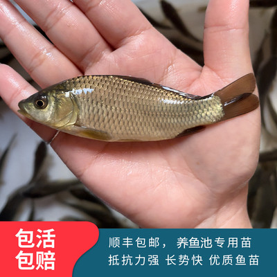 鲤鱼苗 淡水鲤鱼 活体鱼苗 拐子苗食蚊鱼 稻田鲤量大优惠送货上门